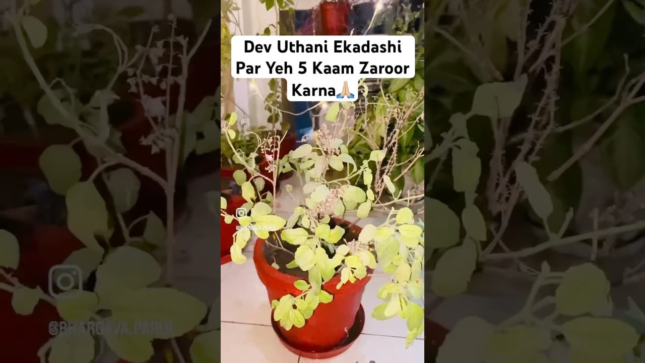 Tulsi Pooja Kaise🤔#devuthanekadashi #bhagwan #shorts #subscribe #ram #krishnaquotes