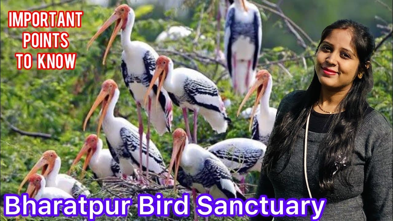 Keoladeo National Park।Best Place To Visit In Winters।Bharatapur Bird Sanctuary।Full Details।1 Day।